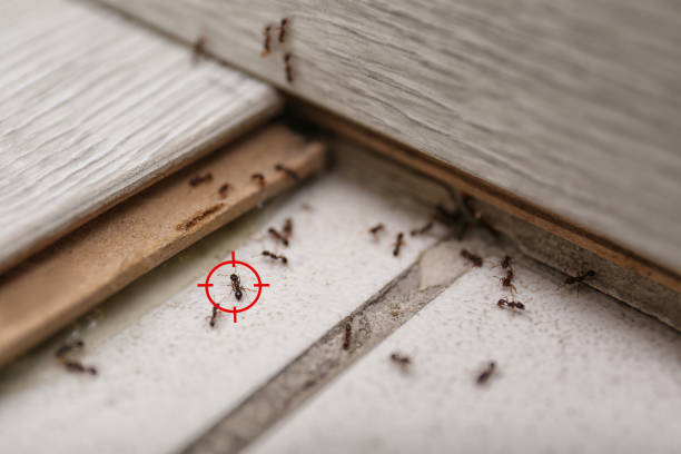 Wasp Removal Services in Golf Manor, OH