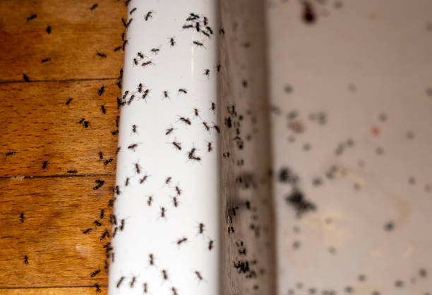 Best Pest Prevention Services  in Golf Manor, OH