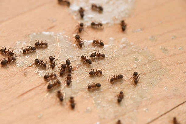 Best Exterminator Services  in Golf Manor, OH