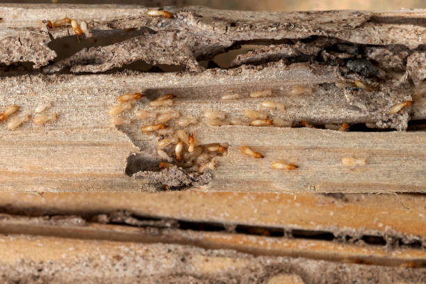 Best Termite Control Services  in Golf Manor, OH