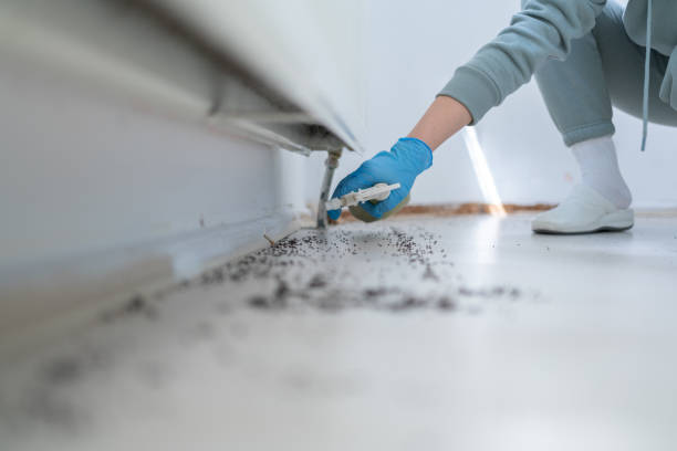 Best Flea Control Services  in Golf Manor, OH